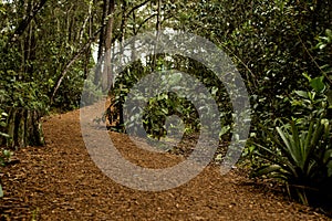 Indigenous roads in the arvi park