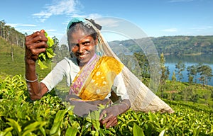 Indigenous Sri Lankan Tea Picker Concept photo