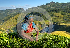 Indigenous Sri Lankan Tea Picker Picking Tea photo