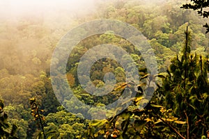 indigenous trees growing in the wild at the Montane Forest ecological zone at Lake Ngosi, Tanzania