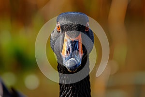 Indignant Angry goose closeup. Generate AI photo