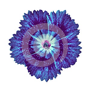 Indigo blue carnation flower isolated on white background. Close-up.
