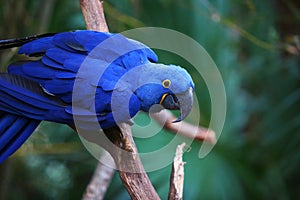 An indigo blue macaw on a branch photo