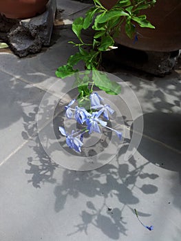 The indigo bouquet leaned close to the ground., The dazzling shadow of the indigo bouquet