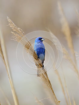 Indigo Bunting