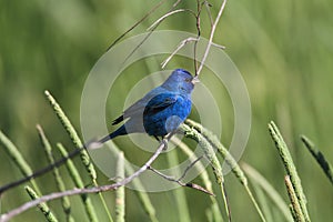 Indigo Bunting