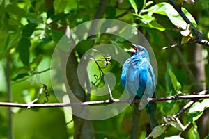 Indigo Bunting