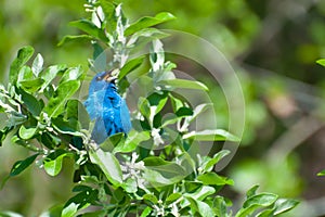 Indigo Bunting