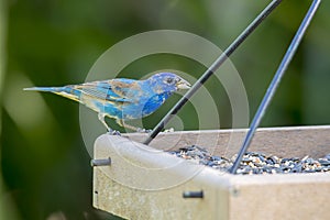 Indigo Bunting On A Bird Feeder