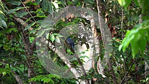 Indigo Bunting Bird Passerina cyanea Sitting on Tree Branch