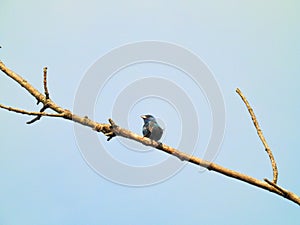 Indigo bunting bird perched on a lone tree branch on a somewhat cloudy summer day