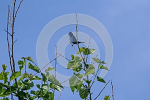 Indigo Bunting bird perched on a tree