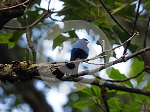 Indigo bunting blue bird perched in a tree