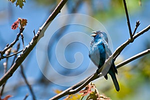 Indigo Bunting photo