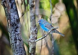 Indigo bunting, colorful songbird, in the wild