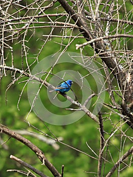 Indigo bunting