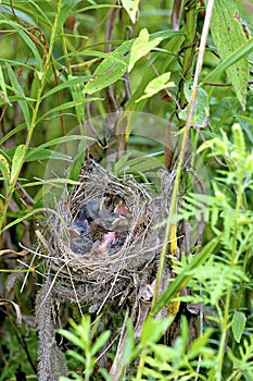 Indigo Bunting Nestlings  601645