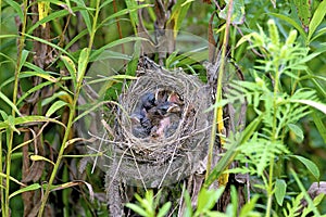 Indigo Bunting Nestlings  601643 photo