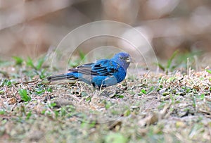 Indigo Bunting (Passerina cyanea) photo