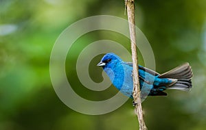 Indigo Bunting perched on a branch on a summer morning surrounded by lush foliage