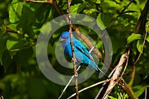 Indigo bunting perched on a tree branch