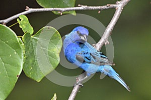 Indigo Bunting perching