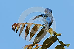 Indigo Bunting preening feathers