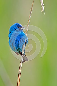 Indigo Bunting