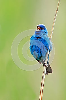 Indigo Bunting photo