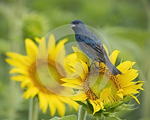 Indigo bunting on sunflower blossom