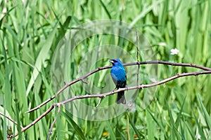 A Indigo Bunting on a Thorny Branch