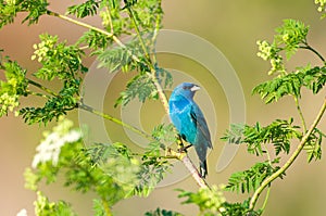 Indigo bunting in a tree photo