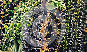 Indigo-bush Amorpha fruticosa