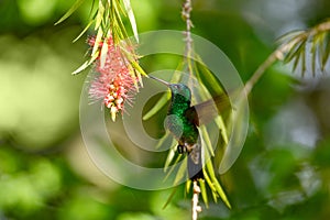 Indigo-capped hummingbird (Saucerottia cyanifrons). Barichara, Santander. Wildlife and birdwatching in Colombia photo