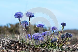 Indigo colored blossom Globularia vulgaris flower photo