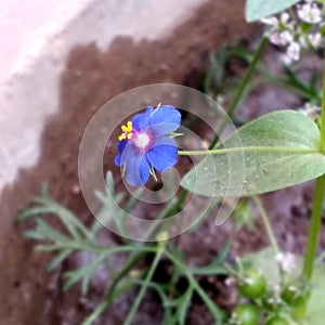 Indigo Flower