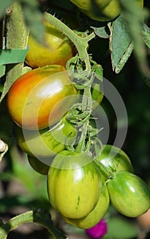 Indigo Kumquat tomatoes