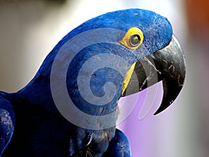 Indigo Macaw 1