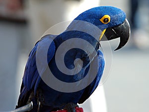 Indigo Macaw 4