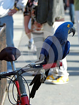 Indigo Macaw 6