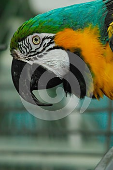 Indigo Macaw (Anodorhynchus leari)