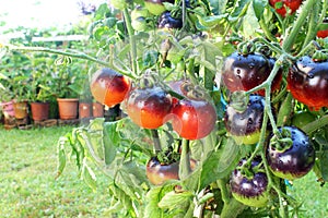 Ruže čierny paradajka na paradajka rastlina 