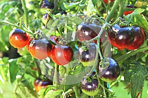 Ruže čierny paradajka na paradajka rastlina 