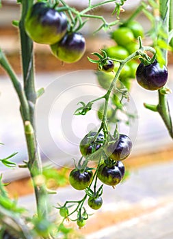 Indigo Rose Black tomato vine ripe in the garden.