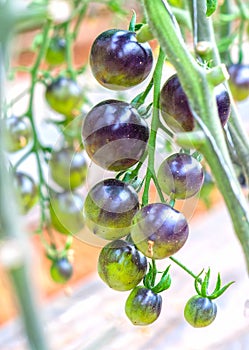 Indigo Rose Black tomato vine ripe in the garden.