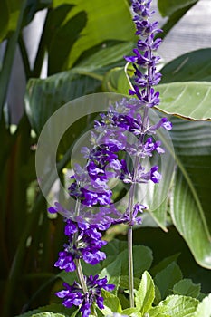 Indigo Spires Salvia  846333 photo