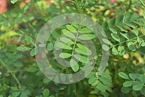 Indigo tree in the garden