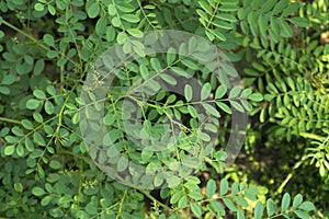 indigo tree in the garden