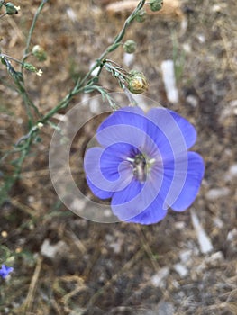 Indigo Wildflower Blossum