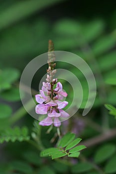 Indigofera pseudotinctoria photo